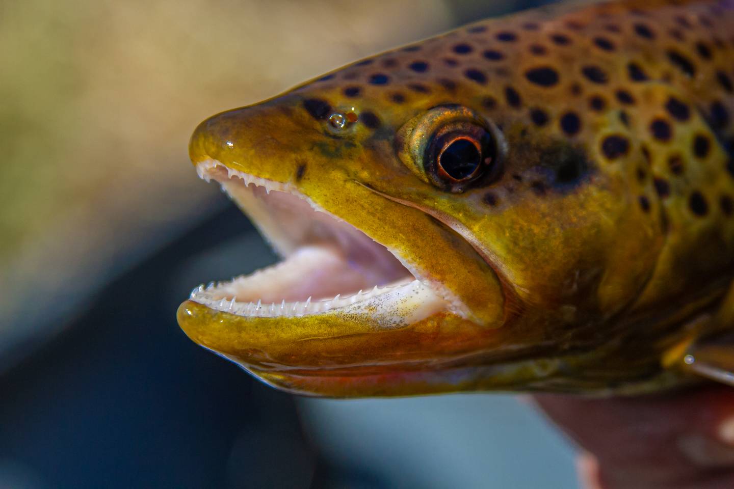 Trout Fishing South Holston River